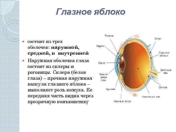 Глазное яблоко состоит из трех оболочек: наружной, средней, и внутренней Наружная оболочка глаза состоит