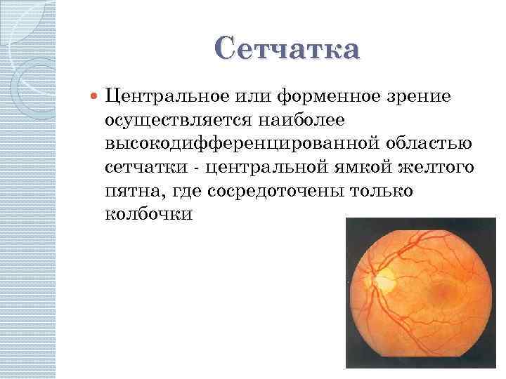 Сетчатка Центральное или форменное зрение осуществляется наиболее высокодифференцированной областью сетчатки - центральной ямкой желтого