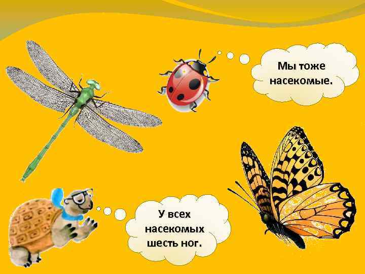 Мы тоже насекомые. У всех насекомых шесть ног. 