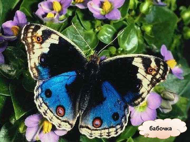 бабочка 