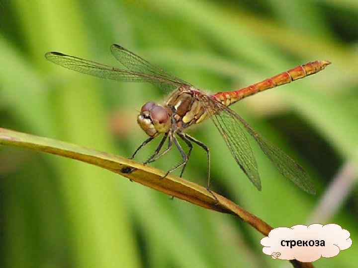 стрекоза 