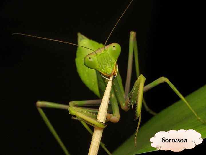 богомол 