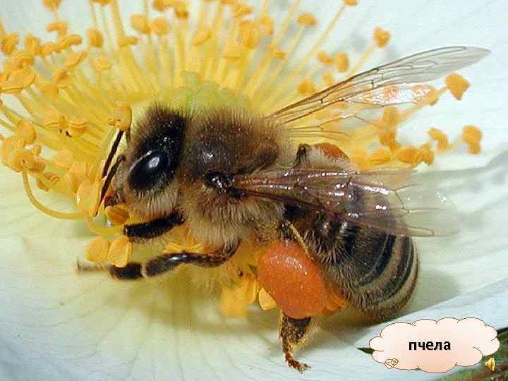 пчела 