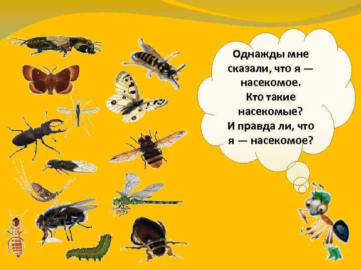 Однажды мне сказали, что я — насекомое. Кто такие насекомые? И правда ли, что