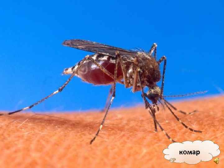 комар 