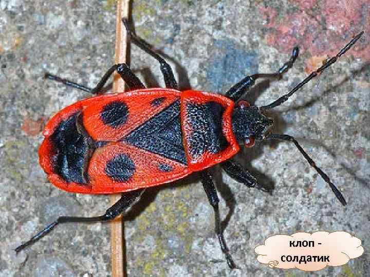 клоп - солдатик 