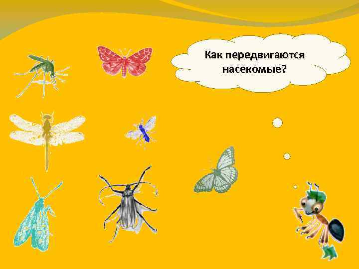 Как передвигаются насекомые? 