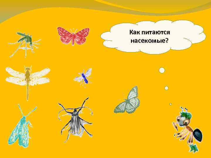 Как питаются насекомые? 