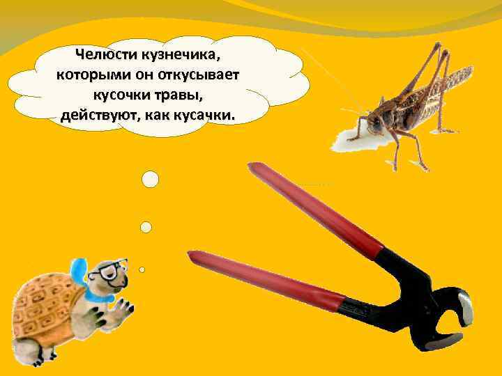 Челюсти кузнечика, которыми он откусывает кусочки травы, действуют, как кусачки. 