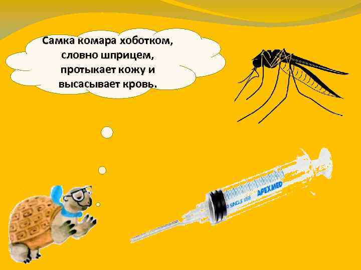 Самка комара хоботком, словно шприцем, протыкает кожу и высасывает кровь. 