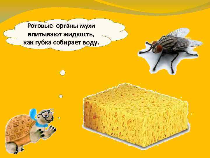 Ротовые органы мухи впитывают жидкость, как губка собирает воду. 