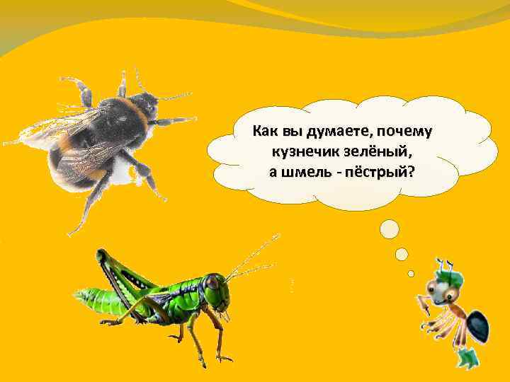 Как вы думаете, почему кузнечик зелёный, а шмель - пёстрый? 
