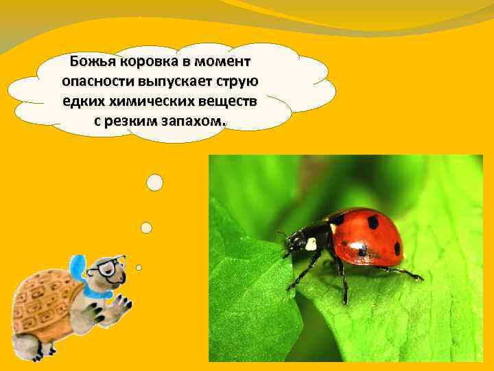 Божья коровка в момент опасности выпускает струю едких химических веществ с резким запахом. 