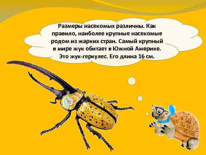 Размеры насекомых различны. Как правило, наиболее крупные насекомые родом из жарких стран. Самый крупный