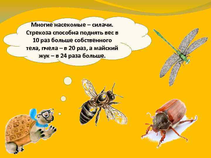 Кто такие насекомые. Насекомые силачи. Кто такие насекомые Стрекозы. Майский Жук Стрекоза пчела общее. Загадки о стрекозе пчеле и стрекозе.