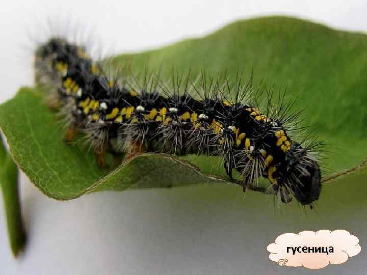 гусеница 