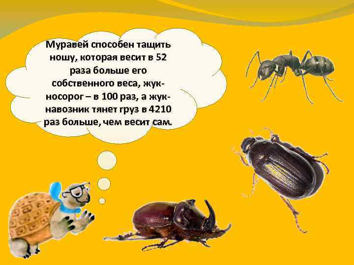 Муравей способен тащить ношу, которая весит в 52 раза больше его собственного веса, жукносорог
