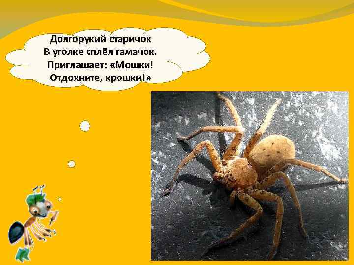 Долгорукий старичок В уголке сплёл гамачок. Приглашает: «Мошки! Отдохните, крошки!» 