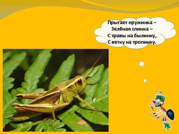 Прыгает пружинка – Зелёная спинка – С травы на былинку, С ветку на тропинку.