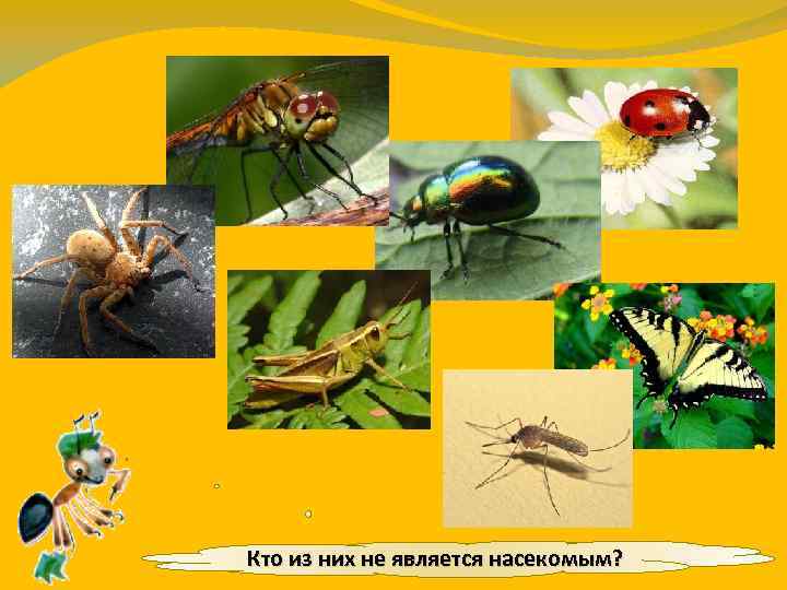 Кто из них не является насекомым? 