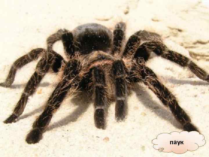 паук 
