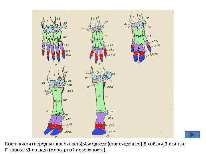 Кости кисти (передняя конечность): А-медведя(стопоходящее); Б-собаки; В-свиньи; Г-коровы; Д-лошади(с лосарной поверхности). 