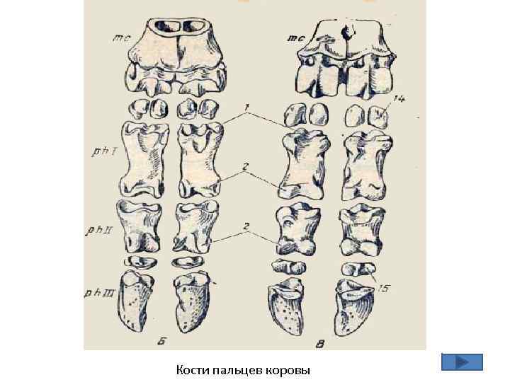 Кости пальцев коровы 