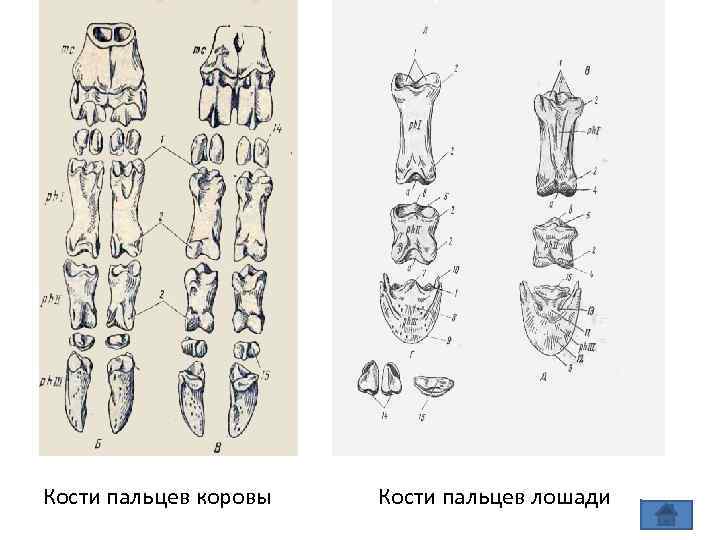 Сравнительная анатомия