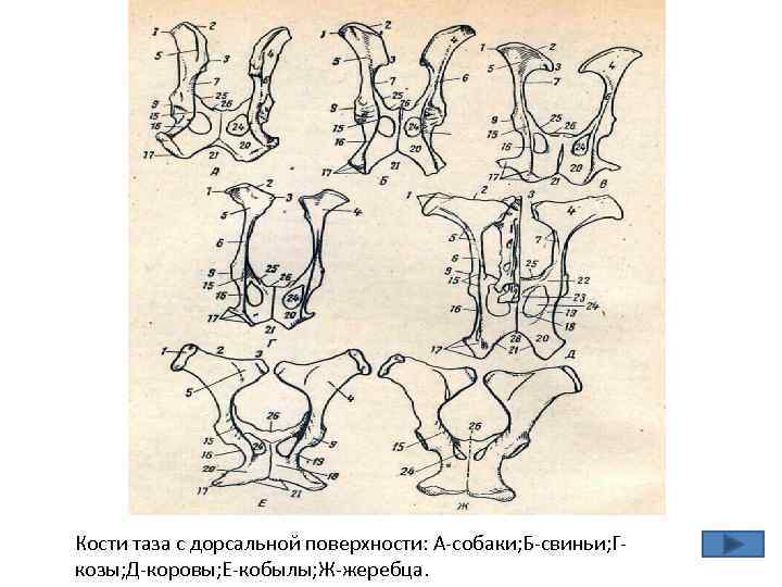 Рассмотрите рисунок найдите и назовите гомологичные кости в конечностях животных