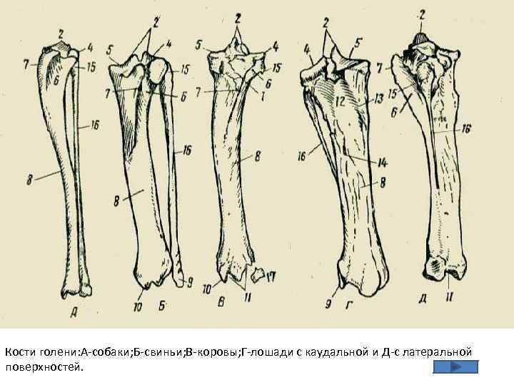 Кости голени: А-собаки; Б-свиньи; В-коровы; Г-лошади с каудальной и Д-с латеральной поверхностей. 