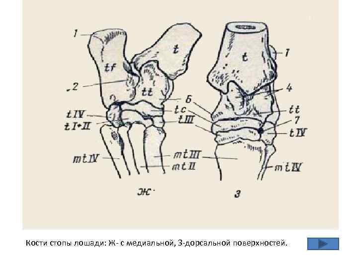 Кости стопы лошади: Ж- с медиальной, З-дорсальной поверхностей. 