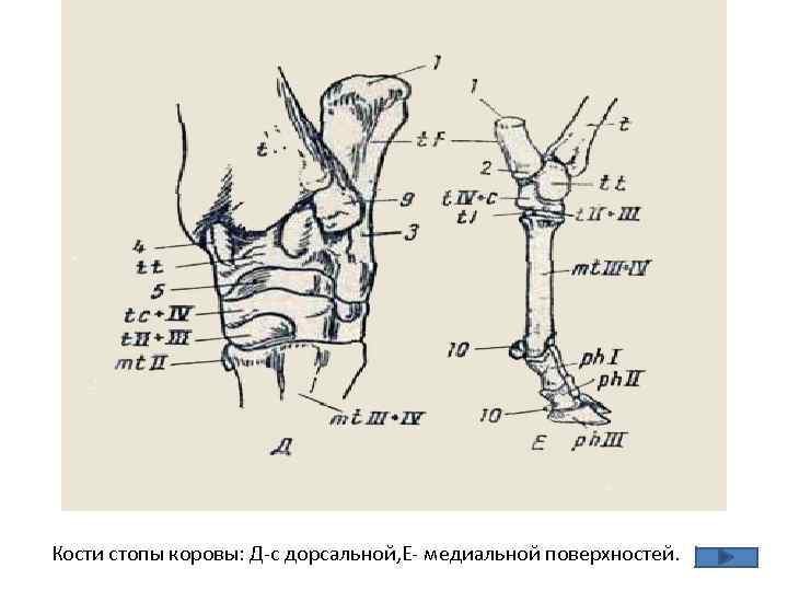 Кости стопы коровы: Д-с дорсальной, Е- медиальной поверхностей. 