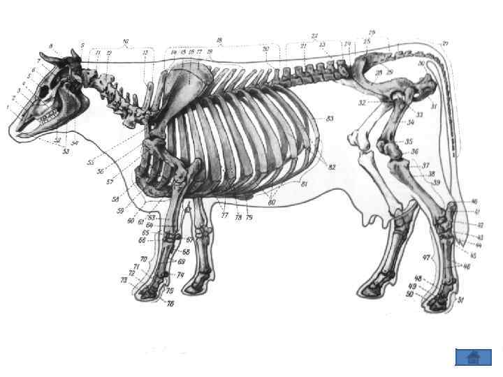Лекции анатомии животных. Конечности животных анатомия. Анатомия коровы. Сравнительная анатомия животных. Морфология животных.