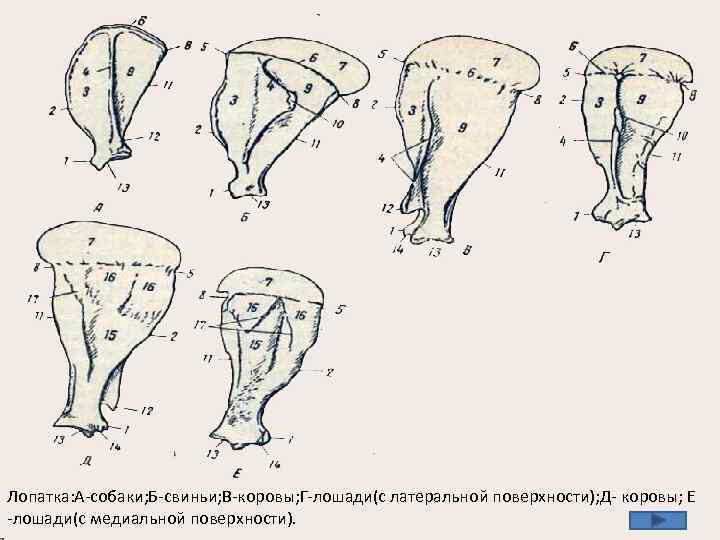 Лопатка: А-собаки; Б-свиньи; В-коровы; Г-лошади(с латеральной поверхности); Д- коровы; Е -лошади(с медиальной поверхности). 