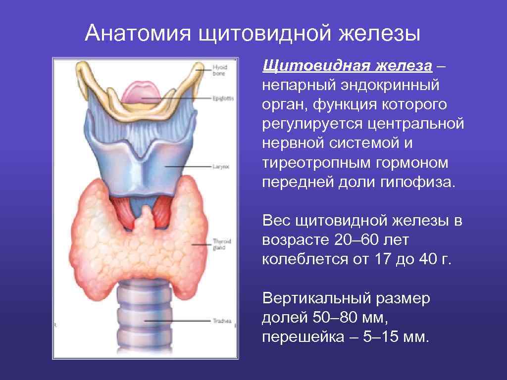 Где у человека находится щитовидная железа анатомия картинки