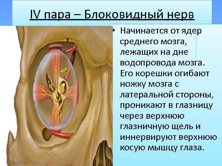 ІV пара – Блоковидный нерв • Начинается от ядер среднего мозга, лежащих на дне