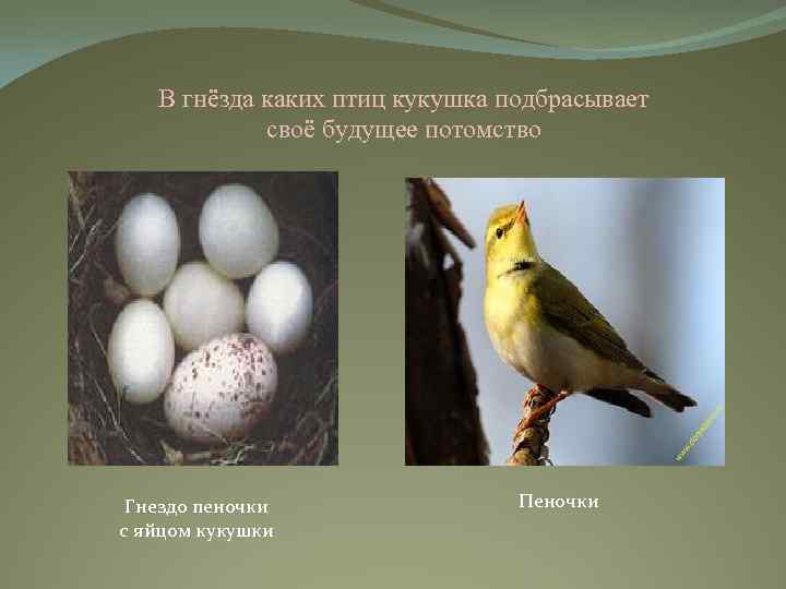 В гнёзда каких птиц кукушка подбрасывает своё будущее потомство Гнездо пеночки с яйцом кукушки