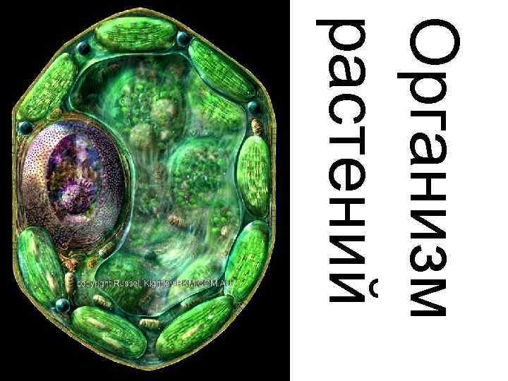 Организм растений 