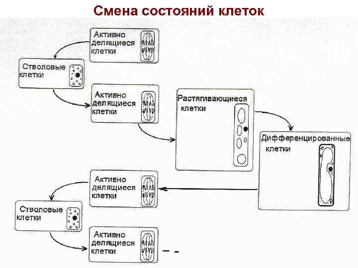 Смена состояний клеток 