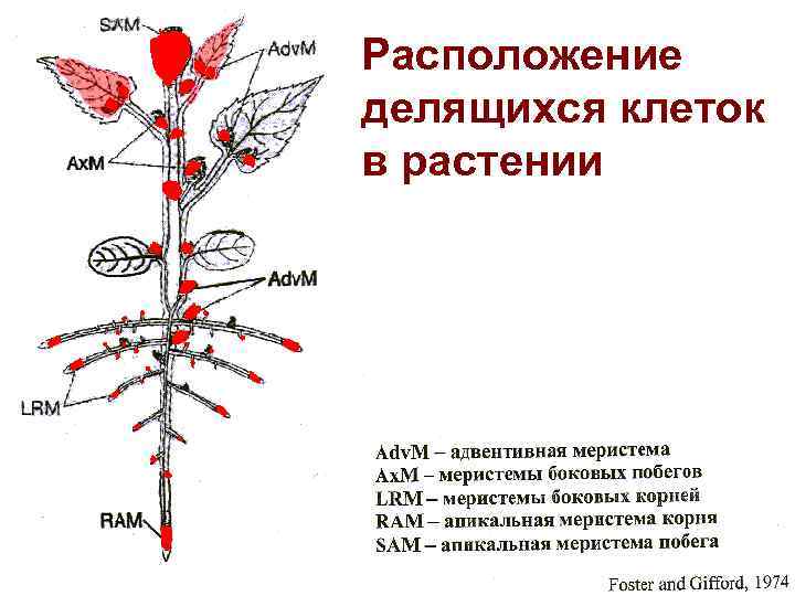 Расположение делящихся клеток в растении 