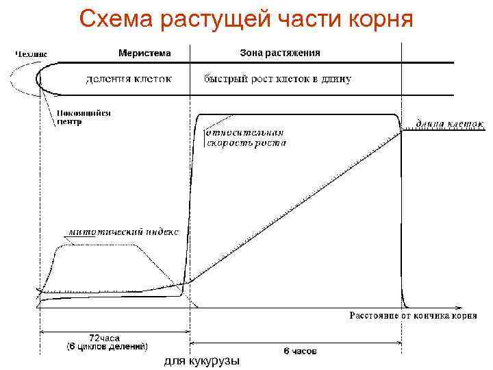 Схема растущей части корня для кукурузы 