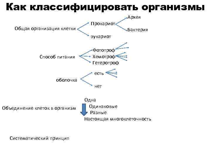 Как классифицировать организмы Архея Общая организация клетки Прокариот Бактерия эукариот Способ питания Фототроф Хемотроф