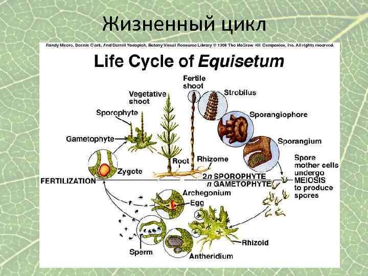 Схема исторического развития растений