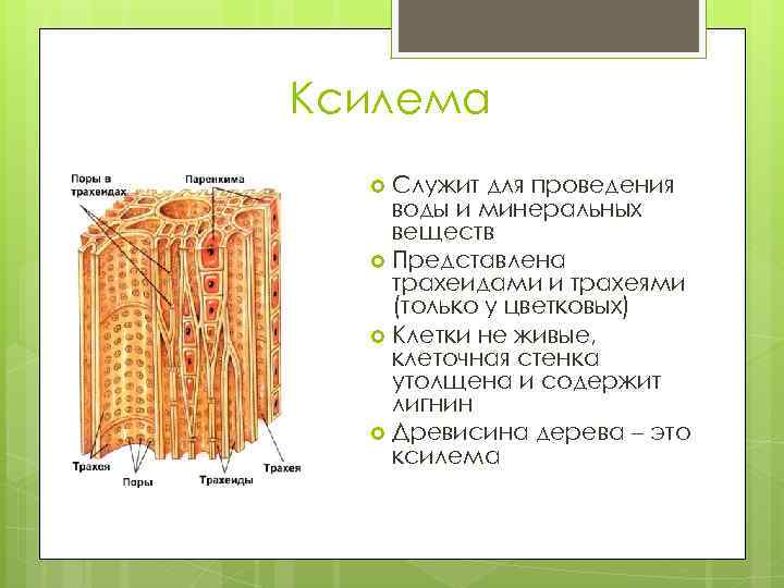 Трахеиды это. Ксилема ткань растений. Клетки древесины Ксилема флоэма. Сосуды трахеиды ситовидные трубки. Строение древесины Ксилема.