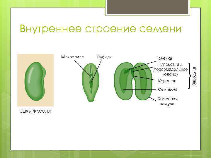 Генеративные органы семя плод. Генеративные органы растений: строение семени. Генеративные органы растения семя. Строение семени арбуза схема. Внутреннее строение семени.