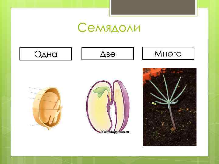 Семя содержит одну или две семядоли покрытосеменные