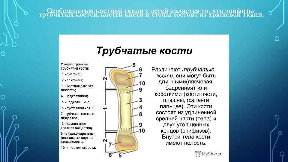 Трубчатые кости фото