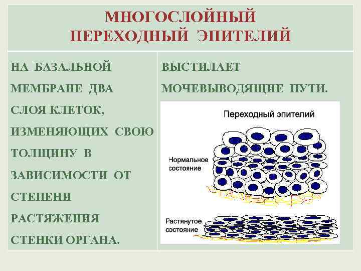 Переходный эпителий