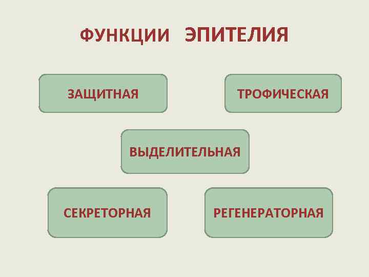 ФУНКЦИИ ЭПИТЕЛИЯ ЗАЩИТНАЯ ТРОФИЧЕСКАЯ ВЫДЕЛИТЕЛЬНАЯ СЕКРЕТОРНАЯ РЕГЕНЕРАТОРНАЯ 