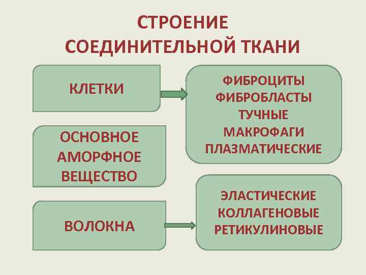 СТРОЕНИЕ СОЕДИНИТЕЛЬНОЙ ТКАНИ КЛЕТКИ ОСНОВНОЕ АМОРФНОЕ ВЕЩЕСТВО ВОЛОКНА ФИБРОЦИТЫ ФИБРОБЛАСТЫ ТУЧНЫЕ МАКРОФАГИ ПЛАЗМАТИЧЕСКИЕ ЭЛАСТИЧЕСКИЕ